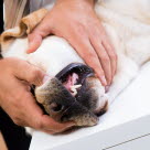 Eläinlääkäri tutkii koiran hampaita.