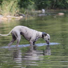Koira ui vedessä