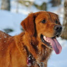 Luppakorvainen koira lumihangessa.