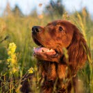 Ruskea koira seisoo kesäisellä kukkakedolla.