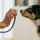 Lääkäri pitää stetoskooppia koiran kasvojen edessä.