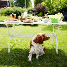 Koira pihalla olevan tarjoilupöydän alla.